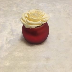 Single Champagne Preserved Rose